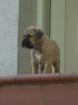 Keine Boxer Welpen sondern robuste