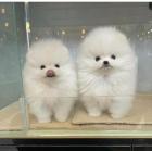 MINI POMERANIAN ZWERGSPITZ BOO WELPEN
