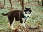 SUCHE HUSKY WELPE