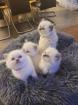 Reinrassige BLH Kitten in Blue Point suchen liebevolle Familie