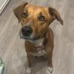 Cookie - hat leider wieder sein Zuhause verloren