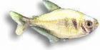Gelber Salmler
