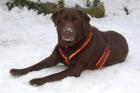 SIR TONI Brown - Labrador - 7 Jahre - Tierhilfe-Franken e. V.