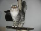 Suche sibirischen deckkater