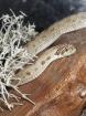 0. 1 Heterodon nasicus Conda het.