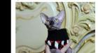 Deckkater reinrassig sucht liebevolle Canadian Sphynx Dame