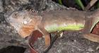 Roter Leguan
