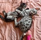 Wunderschöne Bengalkitten
