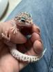 1. 0 Mack super Snow Raptor Leopardgecko Männchen Enz 22 Übergabe Houten oder Hamm möglich