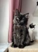 2 Baby BKH-Mix Kitten bereit für Abgabe