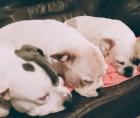 Junghund sucht ein neues Zuhause