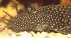 Nachzucht Antennenwelse / Ancistrus 3-4 cm abzugeben
