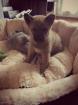 Shiba Inu 9 Wochen alt