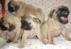 Mop s welpen suche ein Zuhause