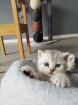Bkh Kitten British kurhaar Kitten