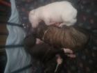 American Stafford-American Pit Bull Welpen zu verkaufen