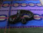 Python regius