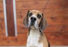 Pawter - lieb sozial