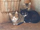 2 niedliche Hauskatzen