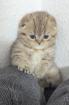 Bkh kitten braun 3 Monate