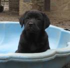 Labradorwelpen m. Pap.