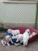 Traumhafte Englische Bulldoggen-Welpen suchen ihr Zuhause