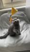 Katzenbabys sofort abgabebereit
