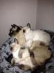 2 süße Kitten abzugeben