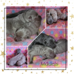 Labrador Welpen mit Papiere