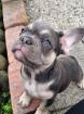Französische bulldogge welpe