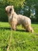 Briard Rüde 2 Jahre sucht ein neues zu Hause