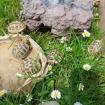 Griechische Landschildkröten/ Testudo hermanni NZ 2022/2021