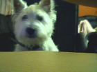 Westie welpe sucht weibchen zum paaren