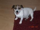 JUTTA S HUNDEHORT