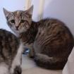 Curley - Bauernhofkitten sucht dringend ein Zuhause aus dem Tierschutz