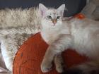 Abgabebereit Sibirische Kätzchen Neva Masquarade Kitten weiß Katze
