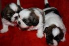 Shi-Tzu Welpen reinrassig suchen neues zuhause