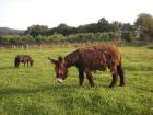 Poitou-Esel-Hengst