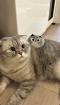 Liebevolle Katze Minos sucht neues Zuhause