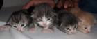 Maine Coon Babys zu verkaufen
