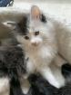 Main Coon Babykatzen männlich weiblich
