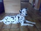 2 Jahre alte Dalmatienerhündin