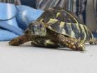 Testudo hermanni hermanni mit Papieren