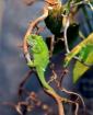 1. 0 Bradypodion thamnobates Chamäleon gesucht