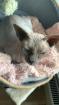 Verkaufe Sphynx Canadian Kater dringend