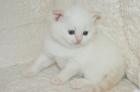 BKH Kater sucht Kuschelpersonal