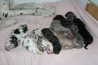 Deutsche Doggen Welpen