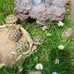 Griechische Landschildkröten/ Testudo hermanni NZ 2022/2021