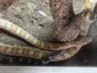 2 Kornnattern mit Terrarium abzugeben