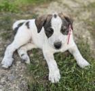 Carla - Hübsches Welpenmädchen Carla sucht Zuhause